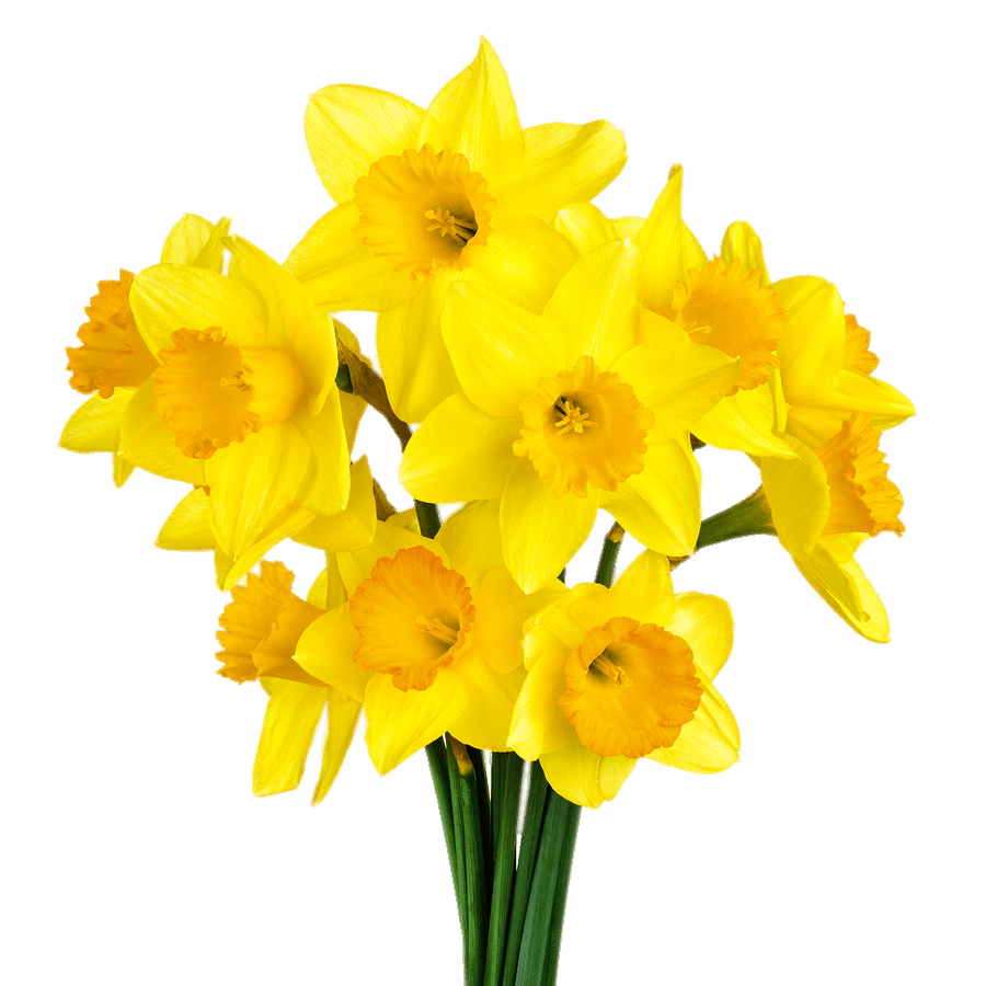 Daffodil PNG HD Images