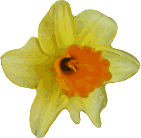 Daffodil PNG HD Quality