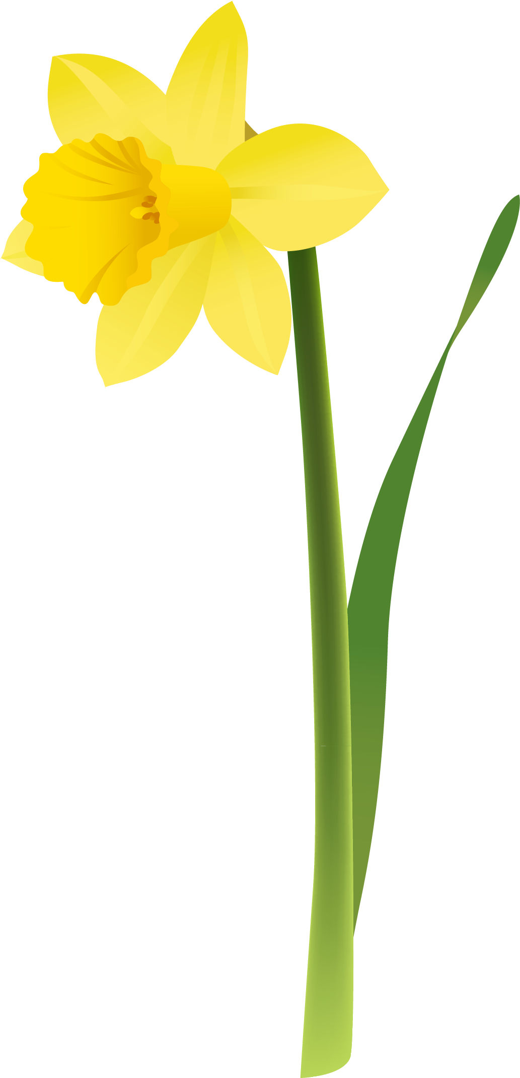 Daffodil PNG Images HD