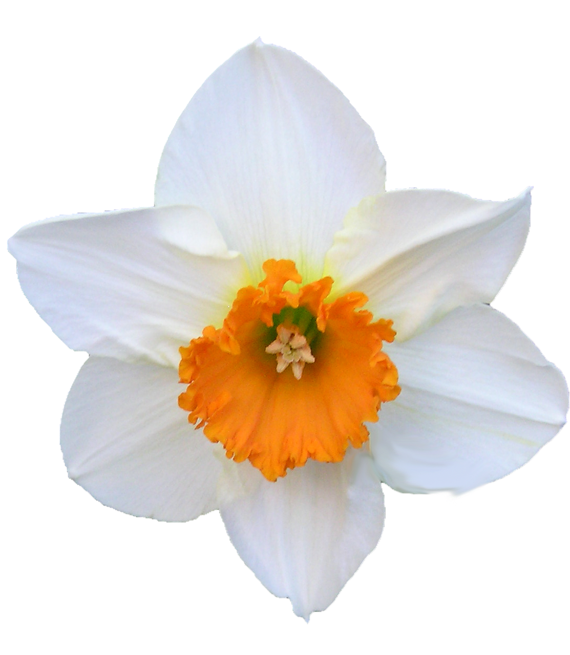 Daffodil PNG Photo Image