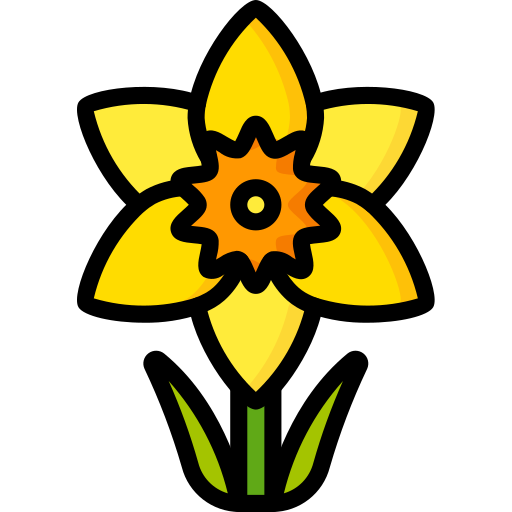 Daffodil PNG Photos
