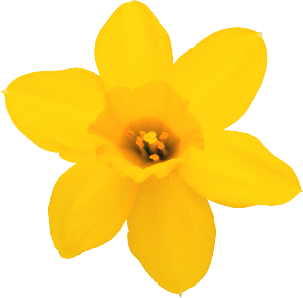Daffodil Transparent Background