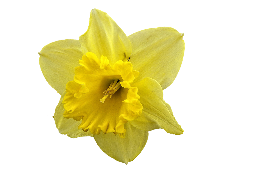 Daffodil Transparent File