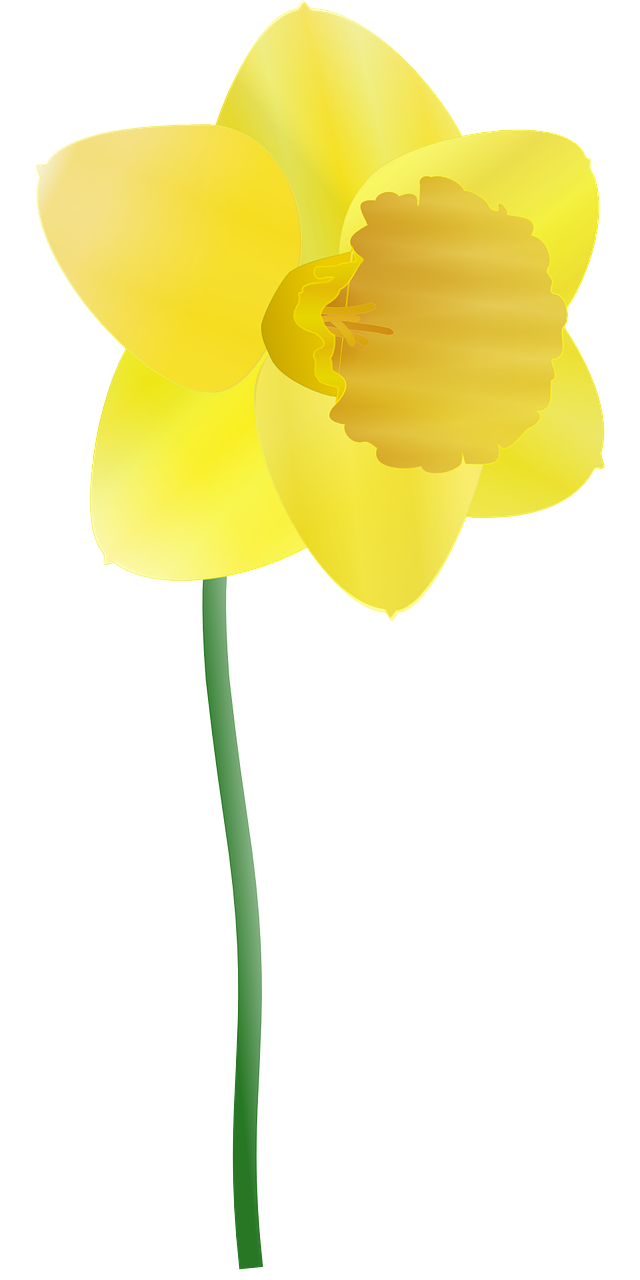 Daffodil Transparent Free PNG