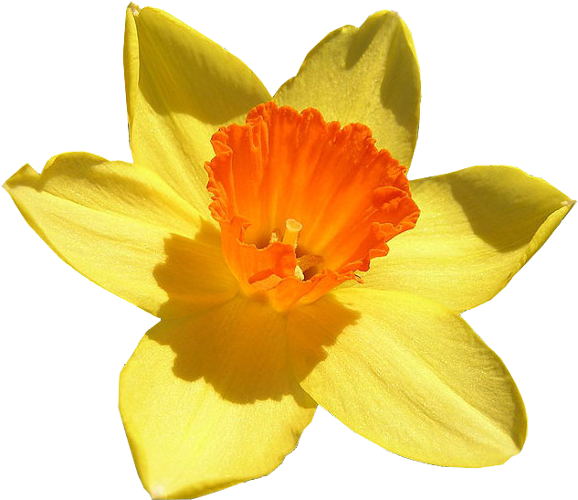 Daffodil Transparent Image