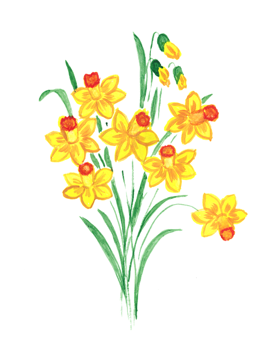 Daffodil Transparent PNG