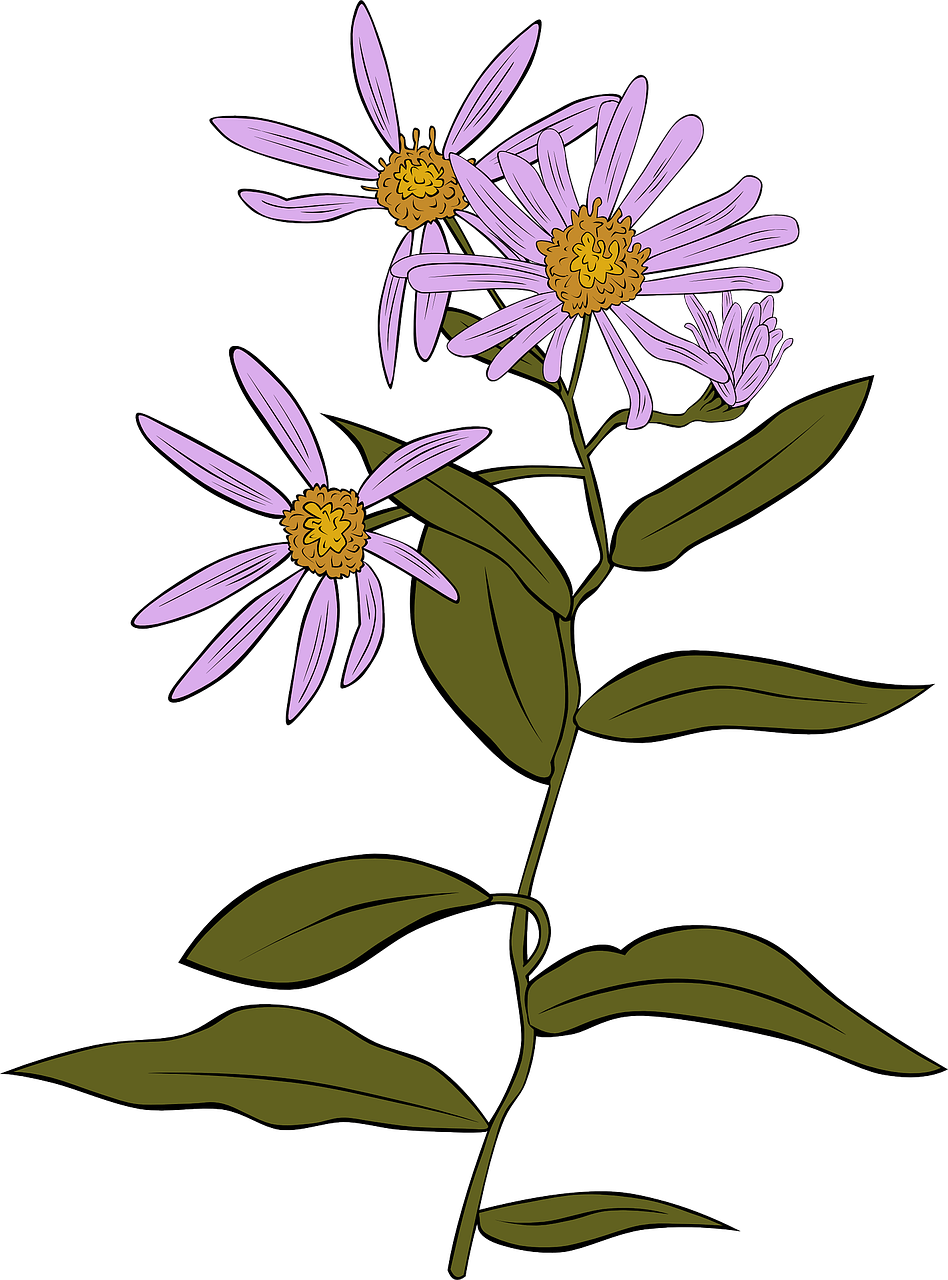 Daisy Download Free PNG