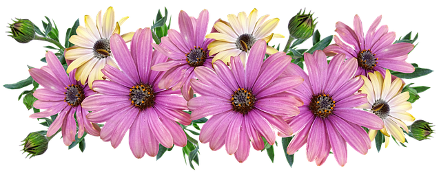 Daisy PNG Background Clip Art