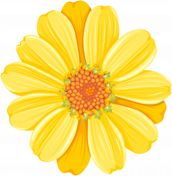 Daisy PNG Clipart Background