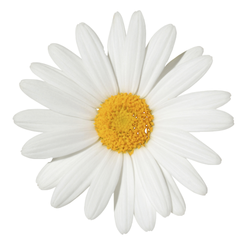 Daisy PNG Free File Download