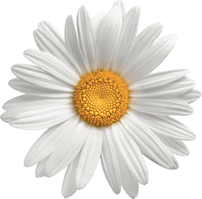 Daisy PNG HD Images