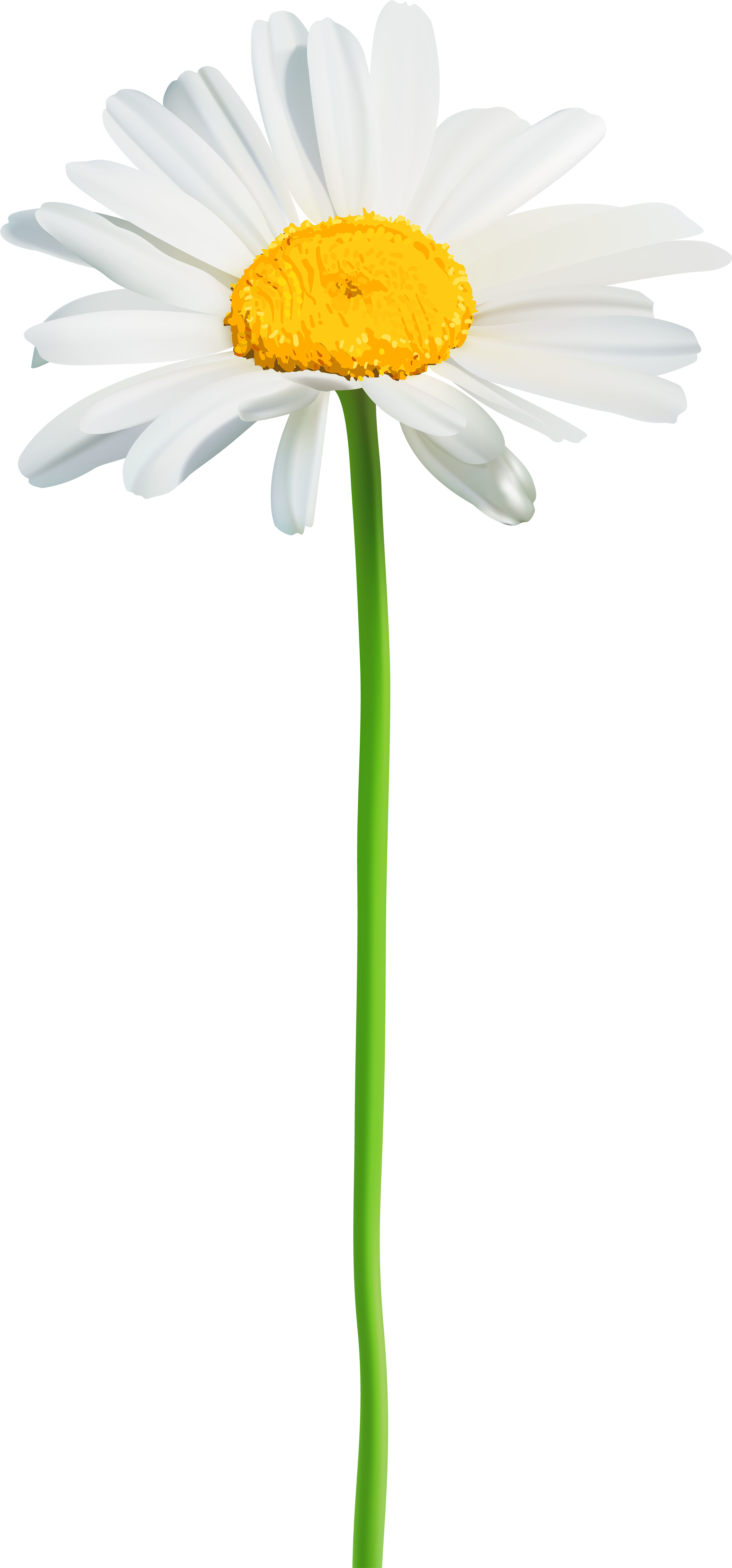 Daisy PNG Images HD