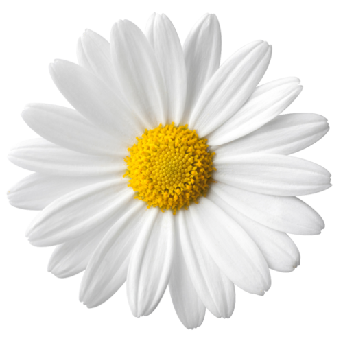 Daisy PNG Pic Background