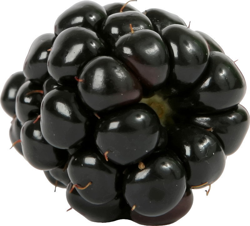 Dewberry Download Free PNG