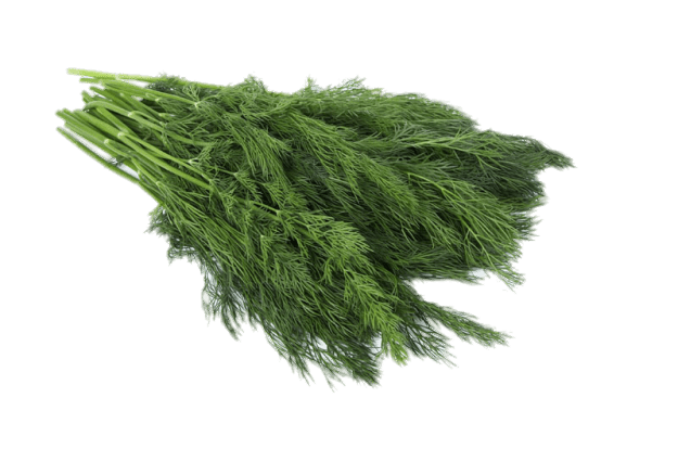 Dill PNG Clipart Background