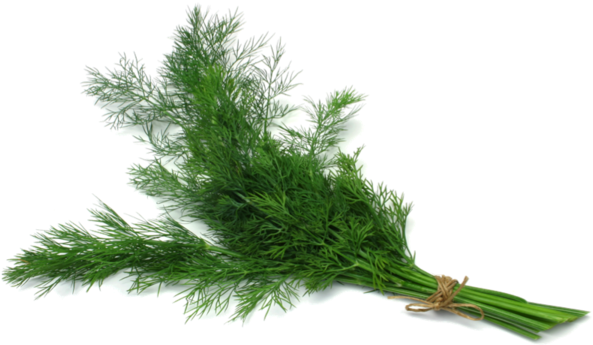 Dill PNG HD Quality