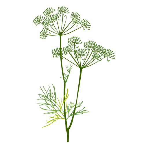 Dill Transparent Background