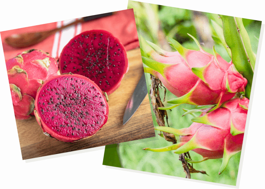 Dragon Fruit PNG Pic Background