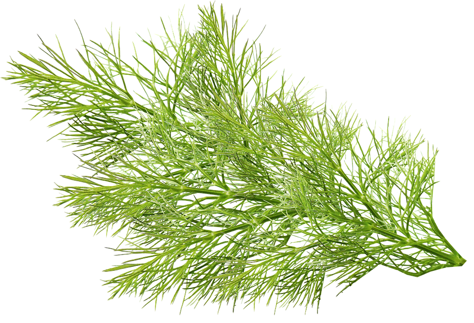 Fennel PNG Photo Image