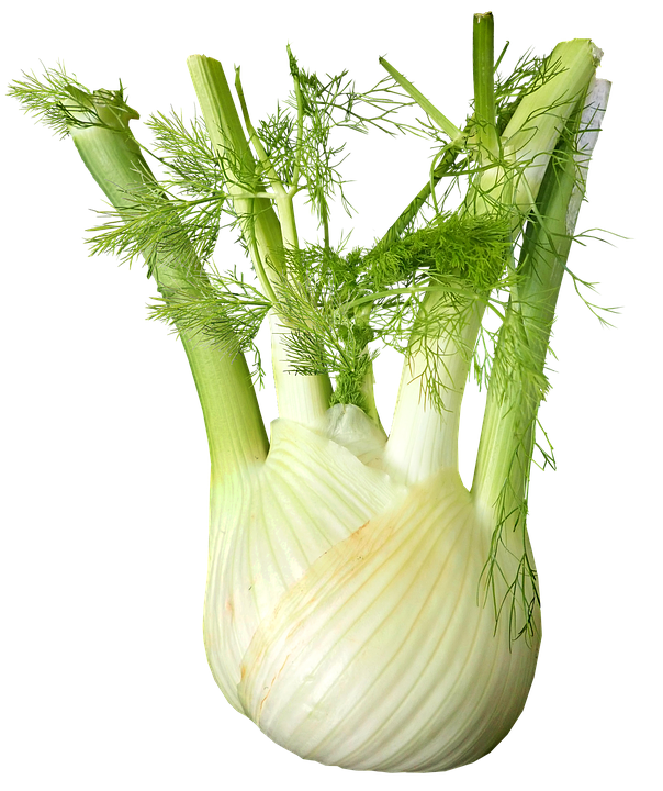 Fennel PNG Photos