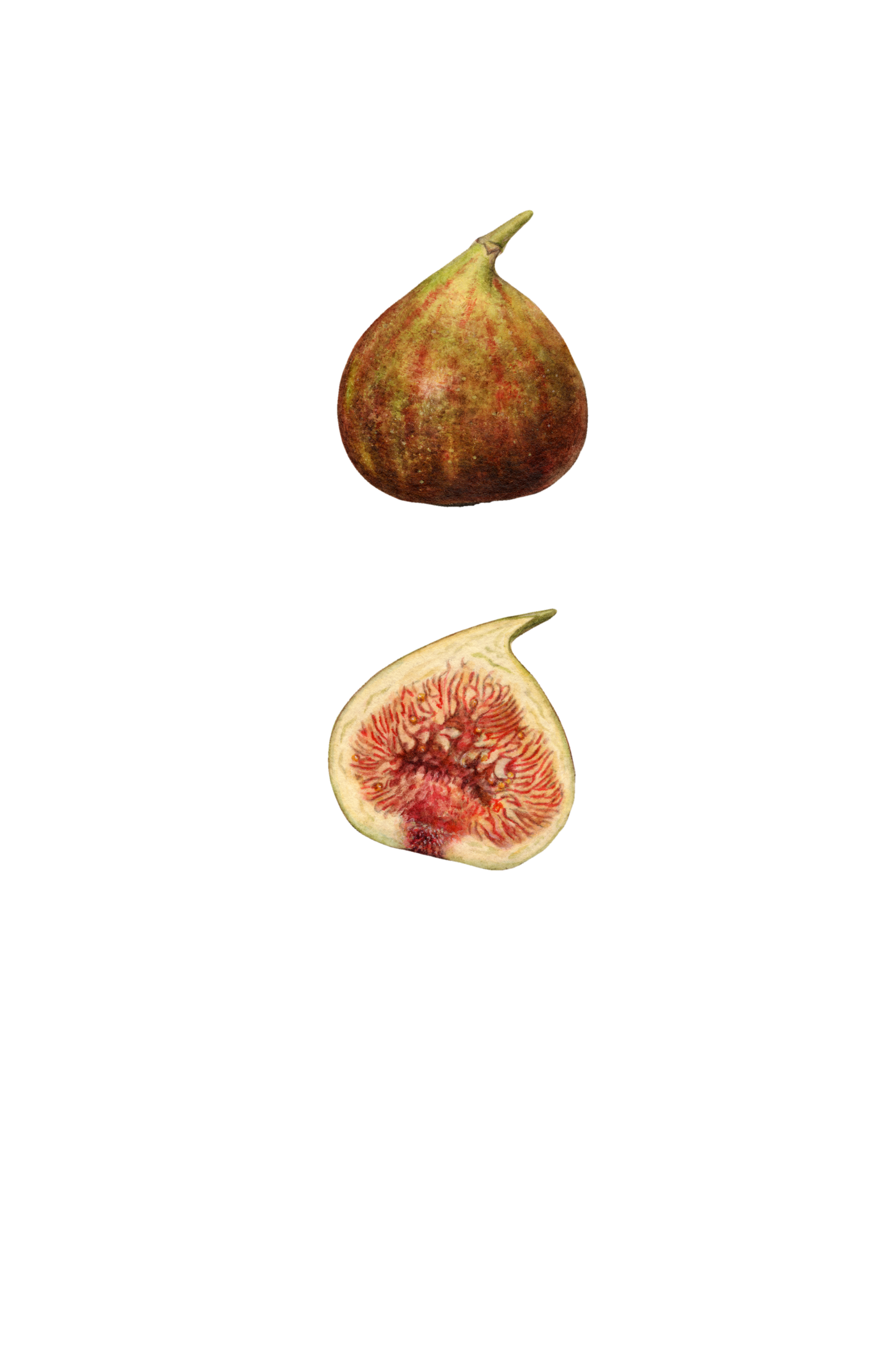 Fig Background PNG Image