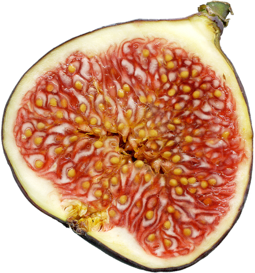 Fig Download Free PNG