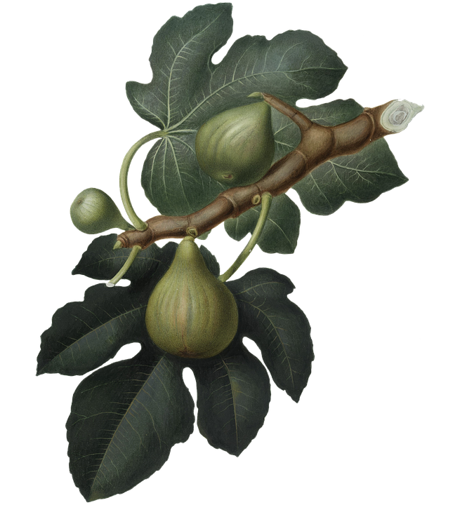 Fig Free PNG