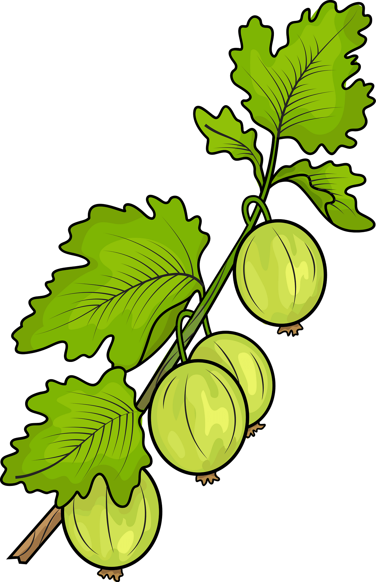 Gooseberry Free Picture PNG