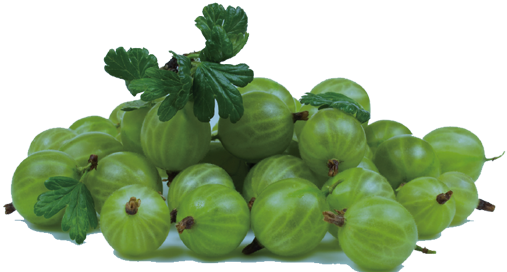 Gooseberry PNG HD Quality