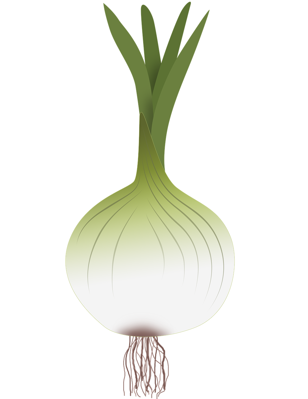 Green Onion No Background
