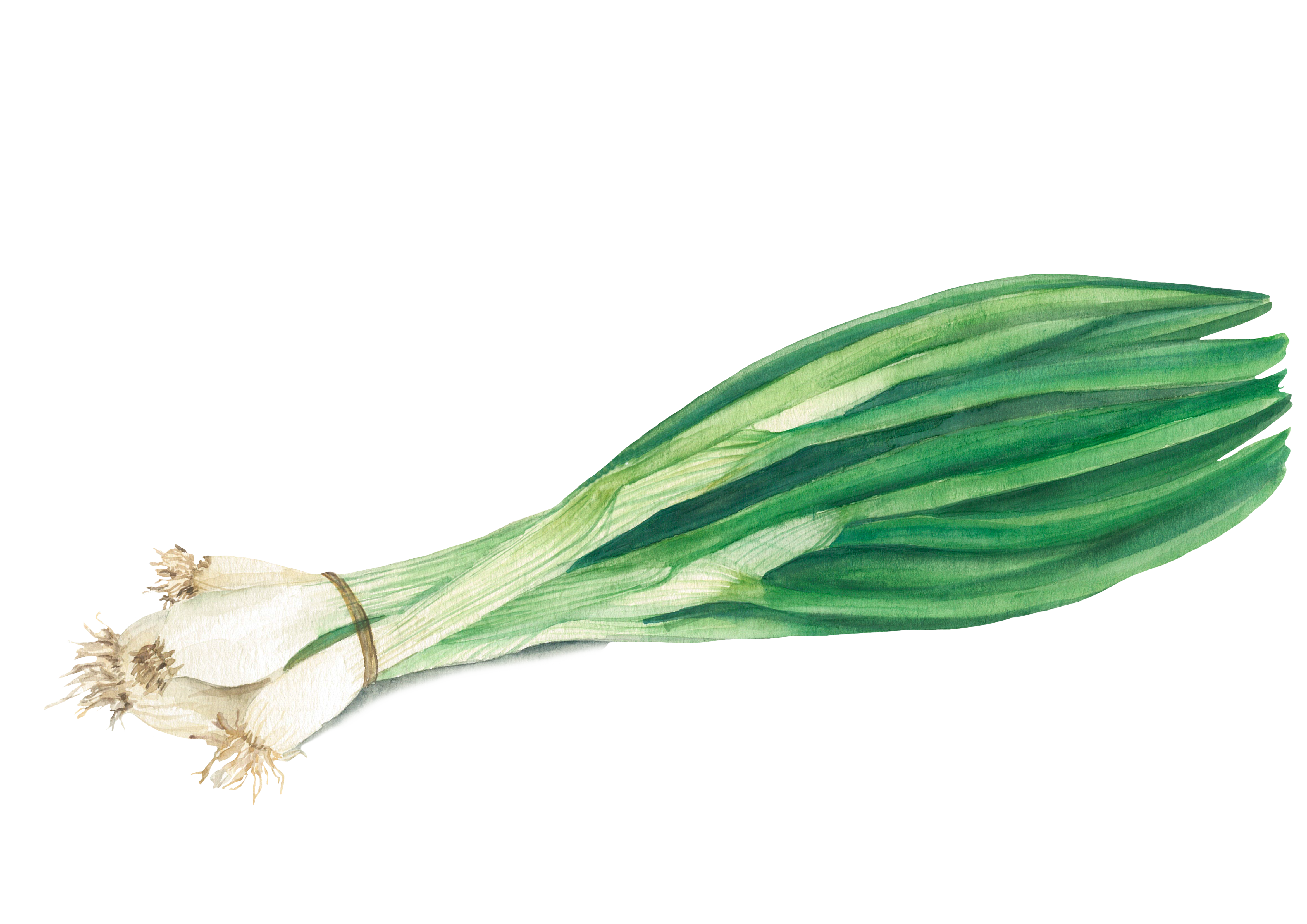 Green Onion PNG Photos