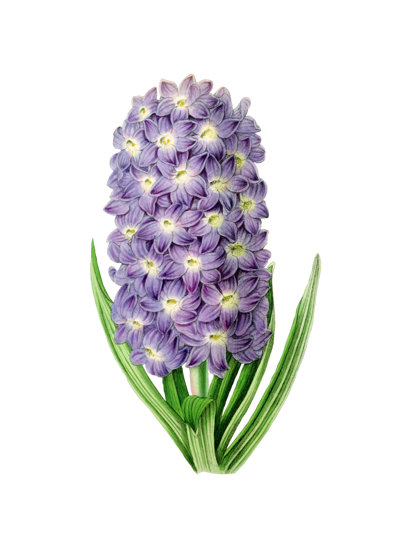 Hyacinth Background PNG Image
