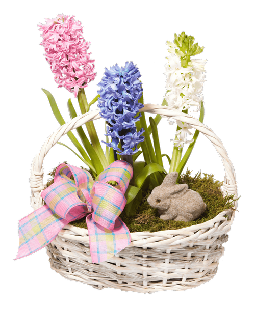 Hyacinth Download Free PNG