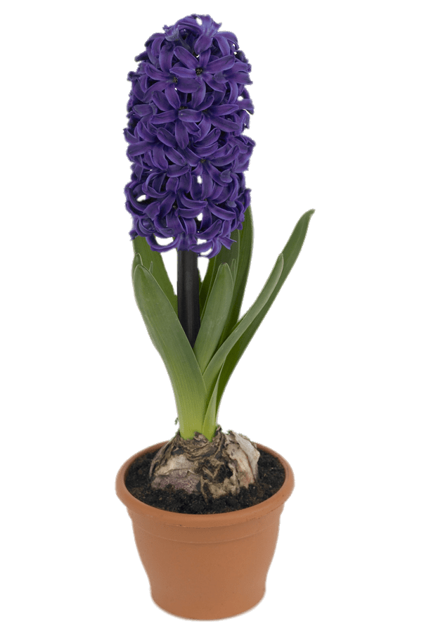 Hyacinth PNG Background