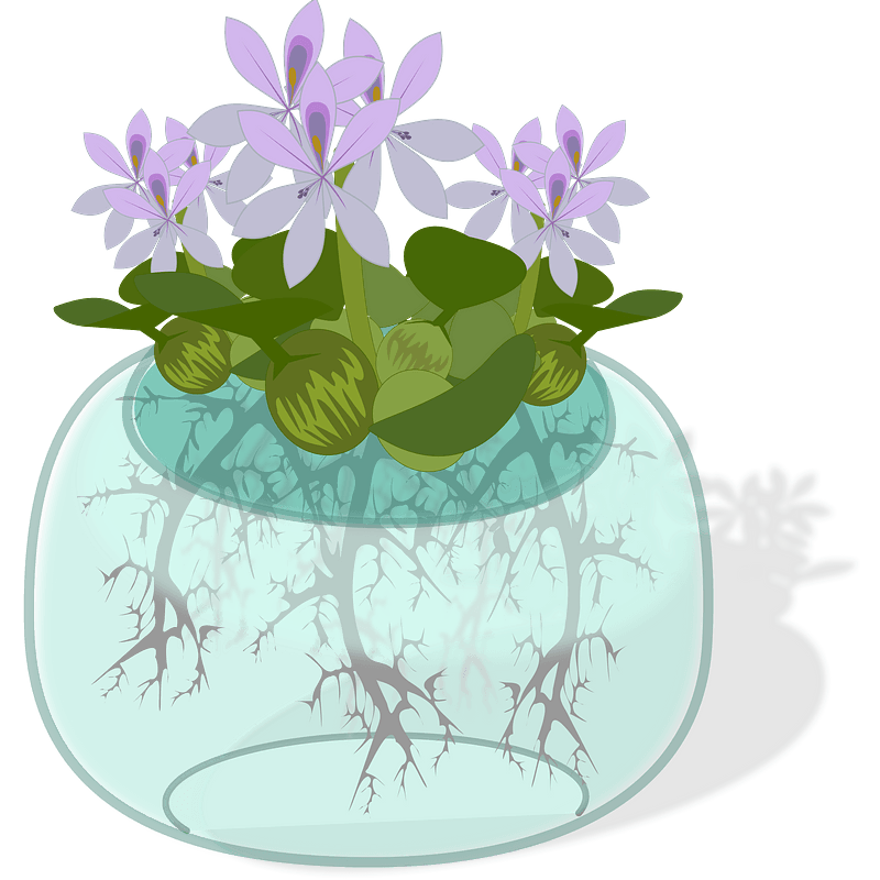 Hyacinth PNG Clipart Background