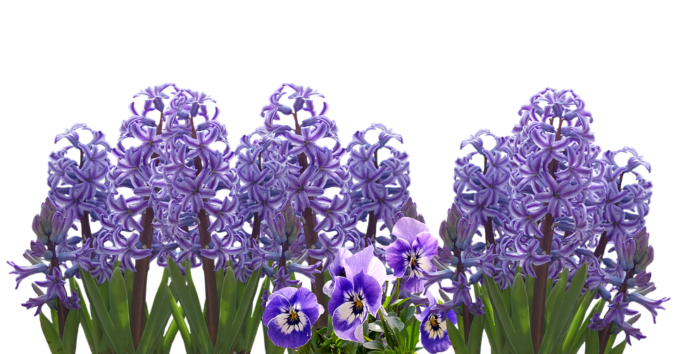 Hyacinth PNG HD Free File Download