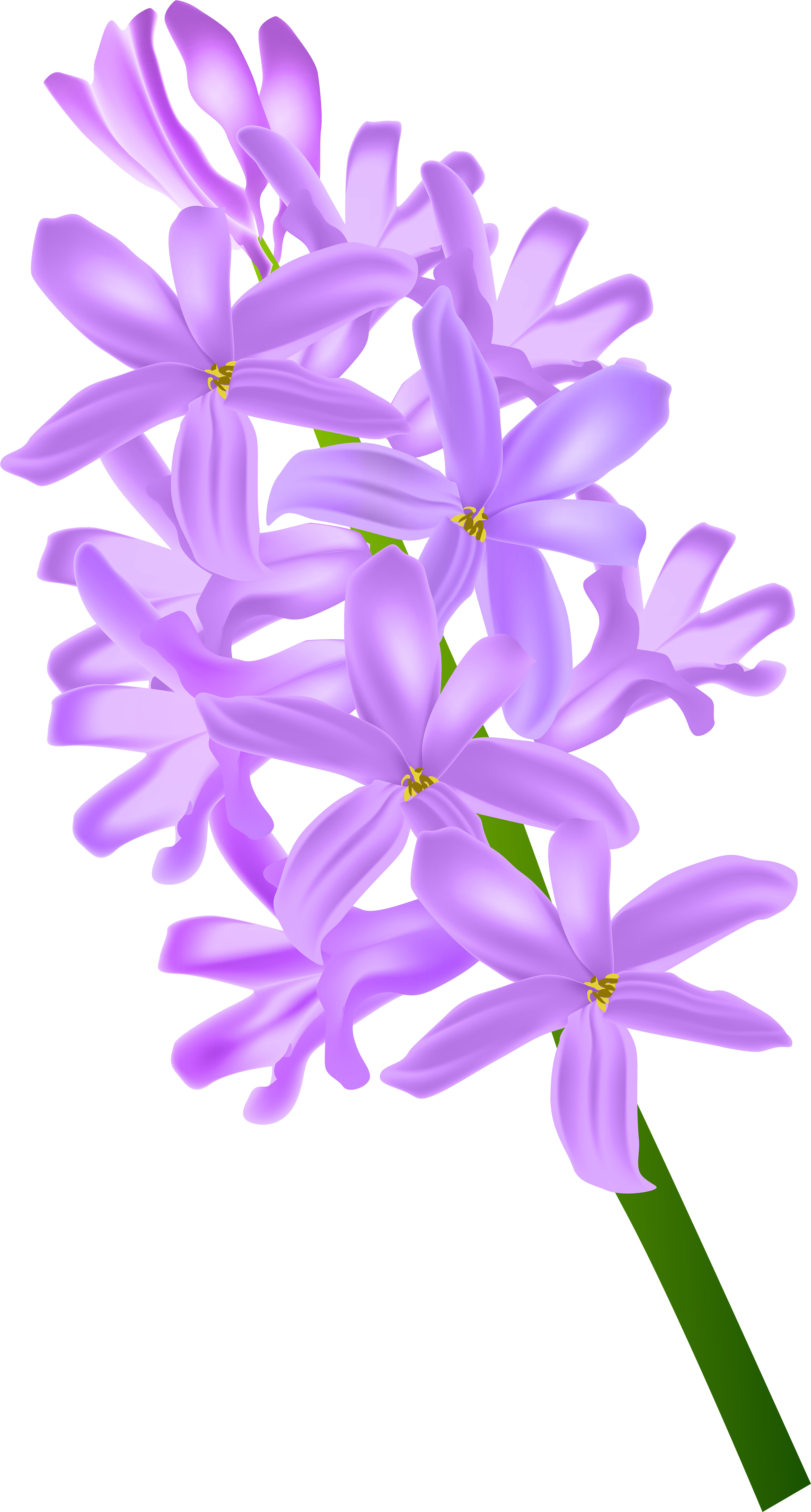 Hyacinth PNG Photos