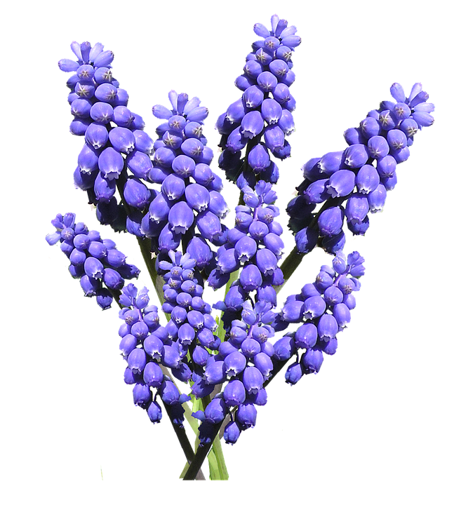 Hyacinth PNG Pic Background