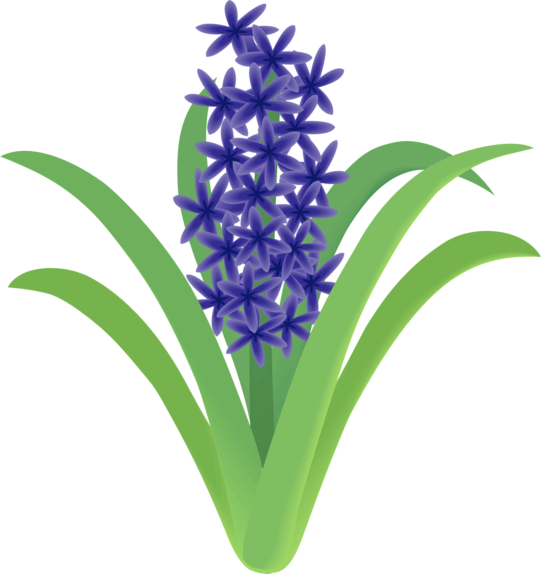 Hyacinth Transparent Free PNG