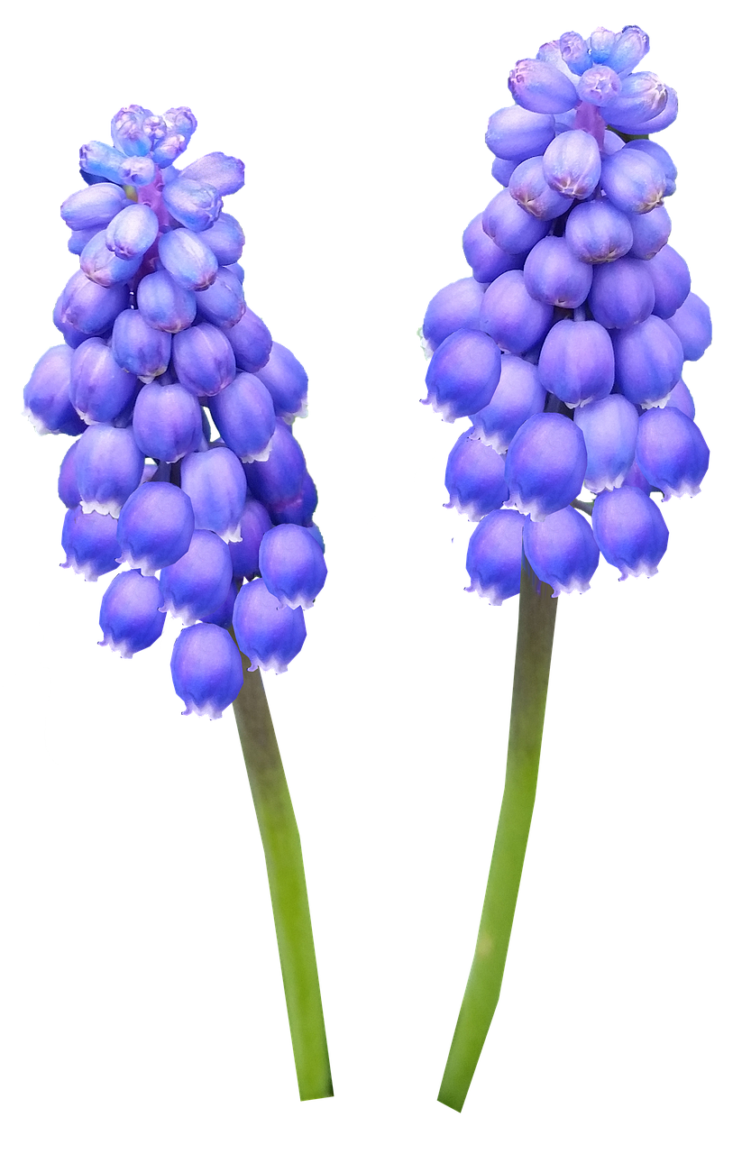 Hyacinth Transparent Images