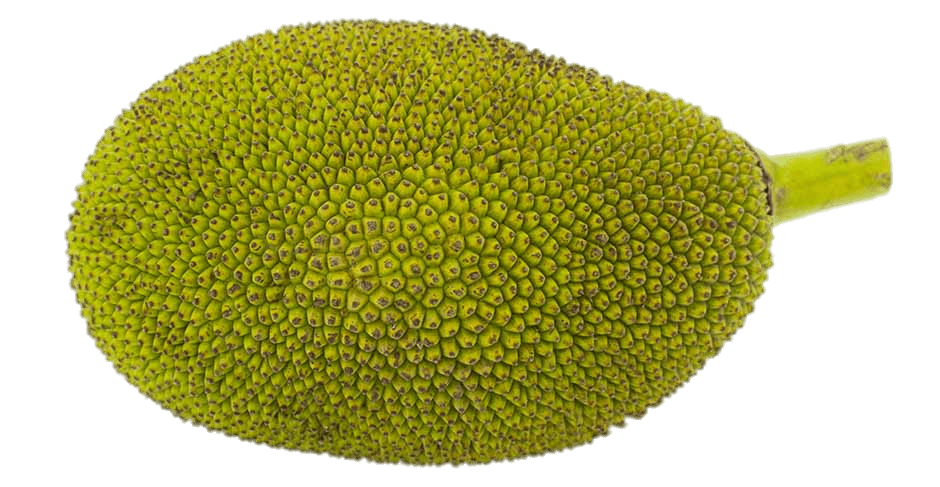 Jackfruit Background PNG Image