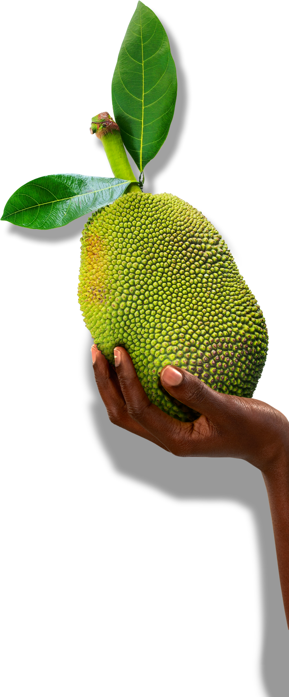 Jackfruit Background PNG