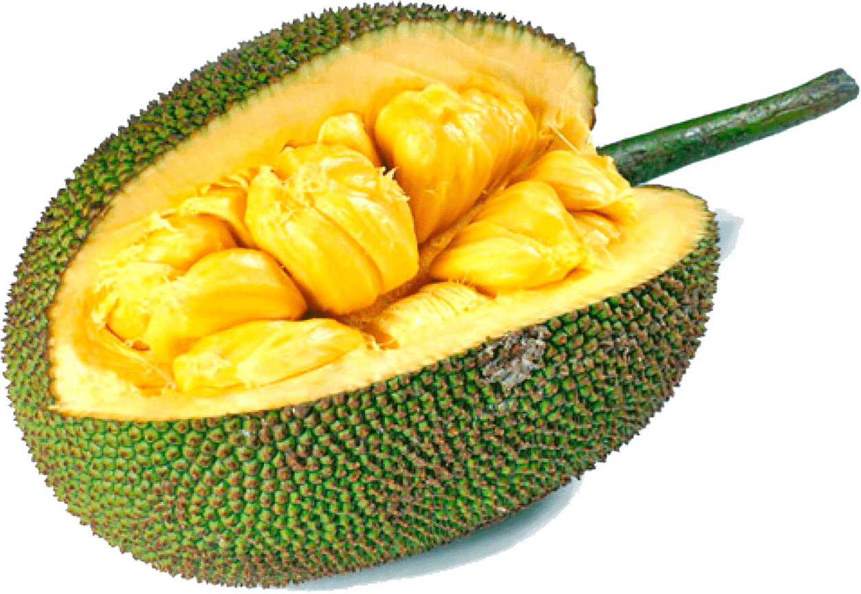 Jackfruit PNG Clipart Background