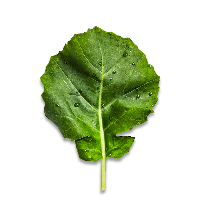 Kale Transparent Free PNG