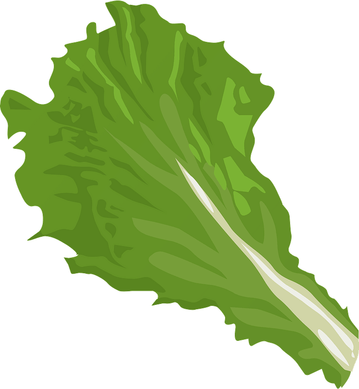 Lettuce Background PNG