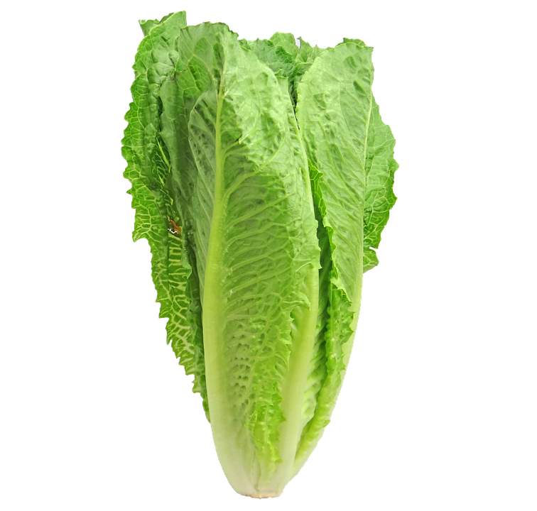 Lettuce Free PNG