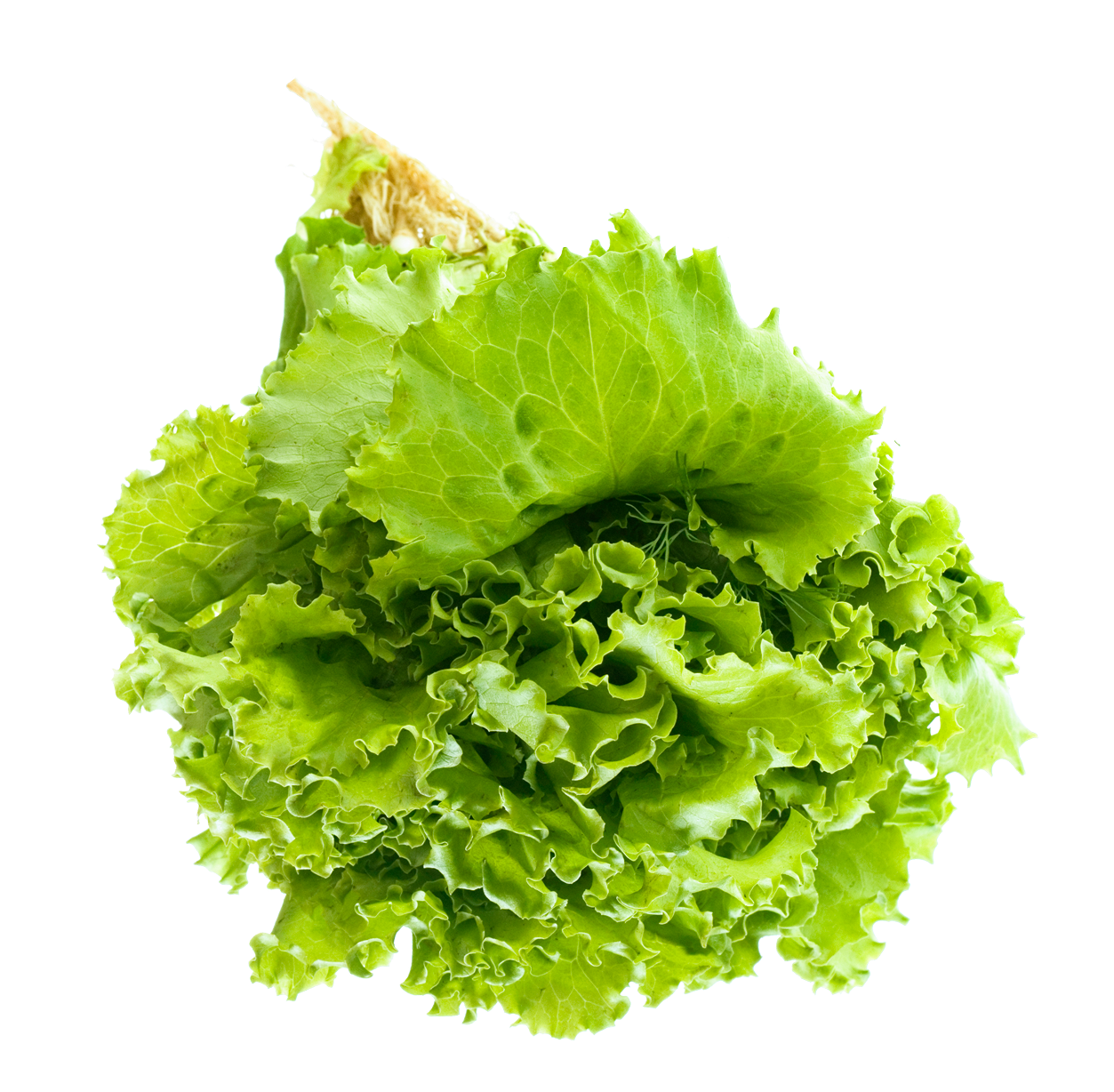 Lettuce PNG Clipart Background