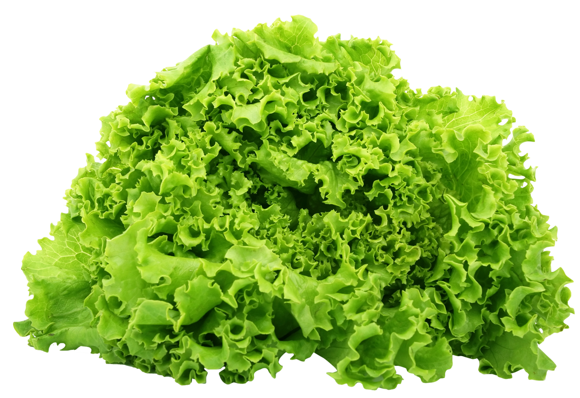 Lettuce PNG Free File Download