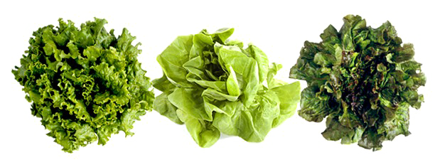 Lettuce PNG Photo Image