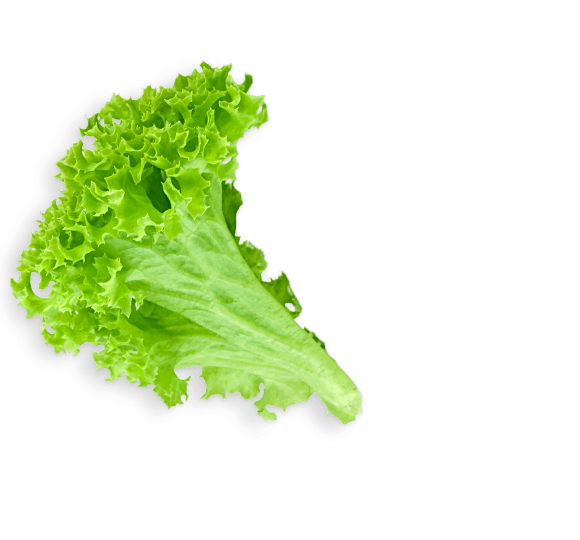 Lettuce Transparent File